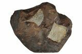 Two Paleocene Fossil Ginkgo Leaves - North Dakota #270198-1
